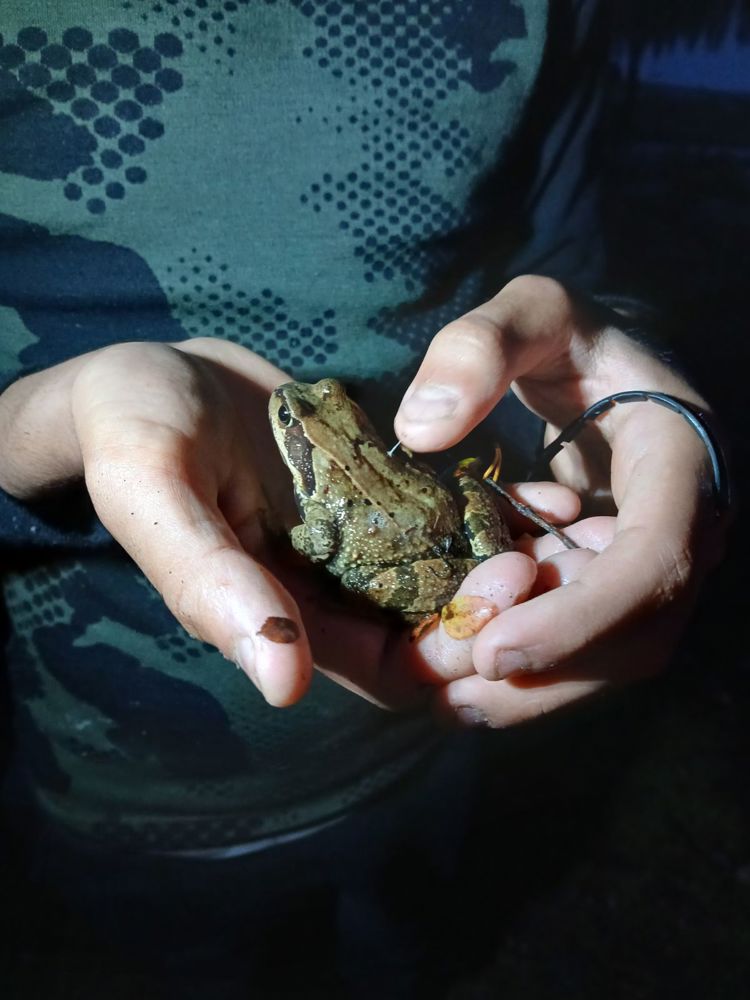 Frosken ville også være med på telttur